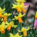 Daffodils by William Wordsworth Poem Summary