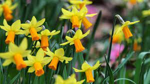 Daffodils by William Wordsworth Poem Summary