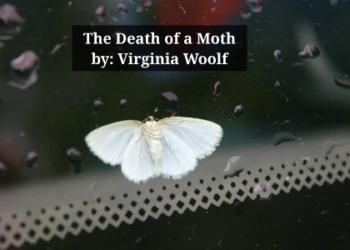 The Death of a Moth Essay Summary By Virginia Woolf