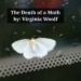The Death of a Moth Essay Summary By Virginia Woolf