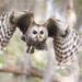 A Barred Owl Poem Summary by Richard Wilbur