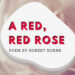 A Red Red Rose poem Summary by Robert Burns