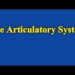 What are the Articulatory System