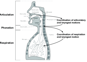 Discuss with examples the main speech mechanism with reference to three systems the Respiratory System, the Phonatory System and the Articulatory System