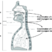 Discuss with examples the main speech mechanism with reference to three systems the Respiratory System, the Phonatory System and the Articulatory System