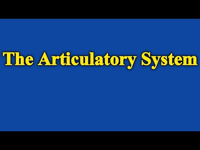 What are the Articulatory System