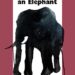 Describe Orwell’s experience of shooting an elephant in Burma in detail
