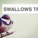 Swallows Travel To and Fro Poem Summary