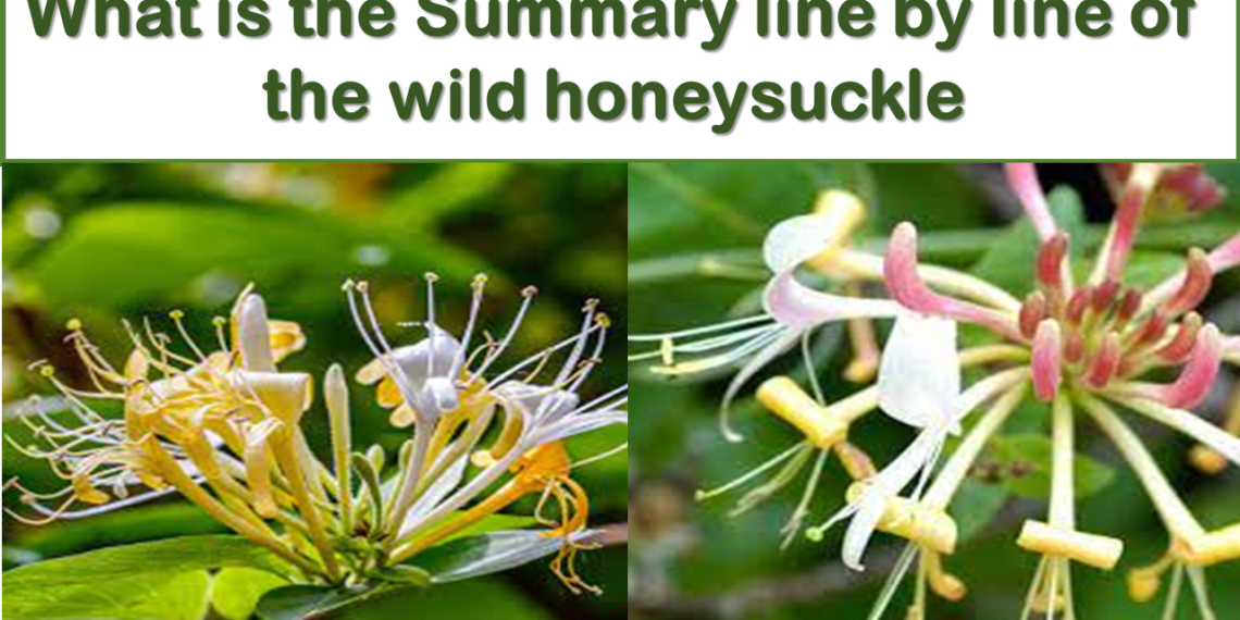 What is the Summary line by line of the wild honeysuckle