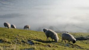 Poem Sheep In Fog Summary By Sylvia Plath