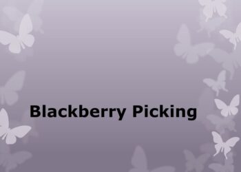 Blackberry Picking