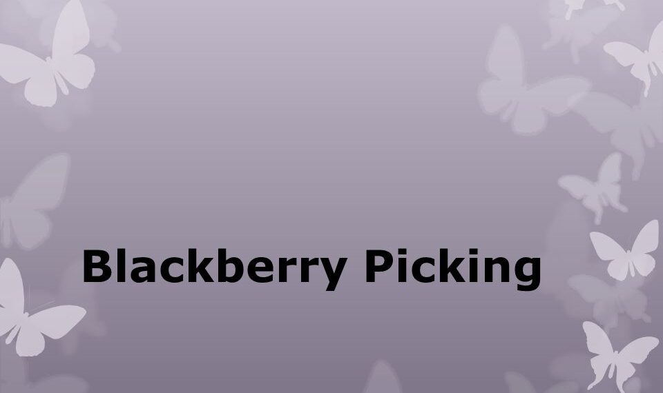 Blackberry Picking