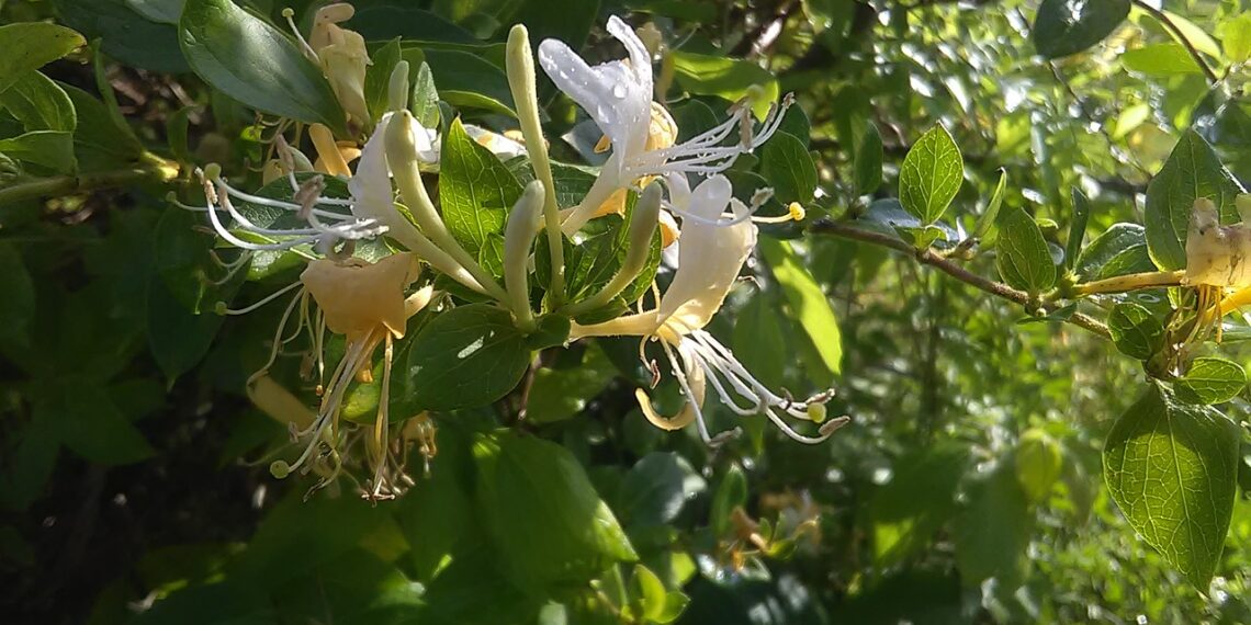 The Wild Honey Suckle Poem Summary By Philip Freneau